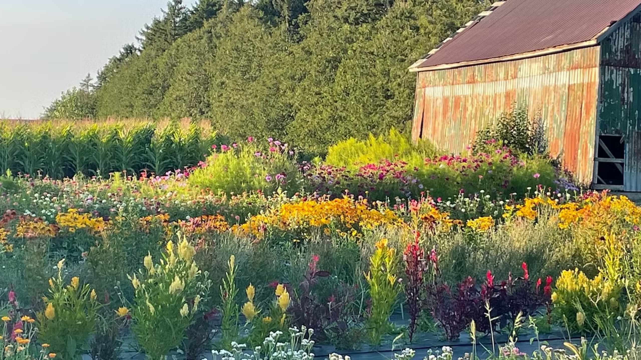 Little Brown Farm: Lavender & Flower Farm