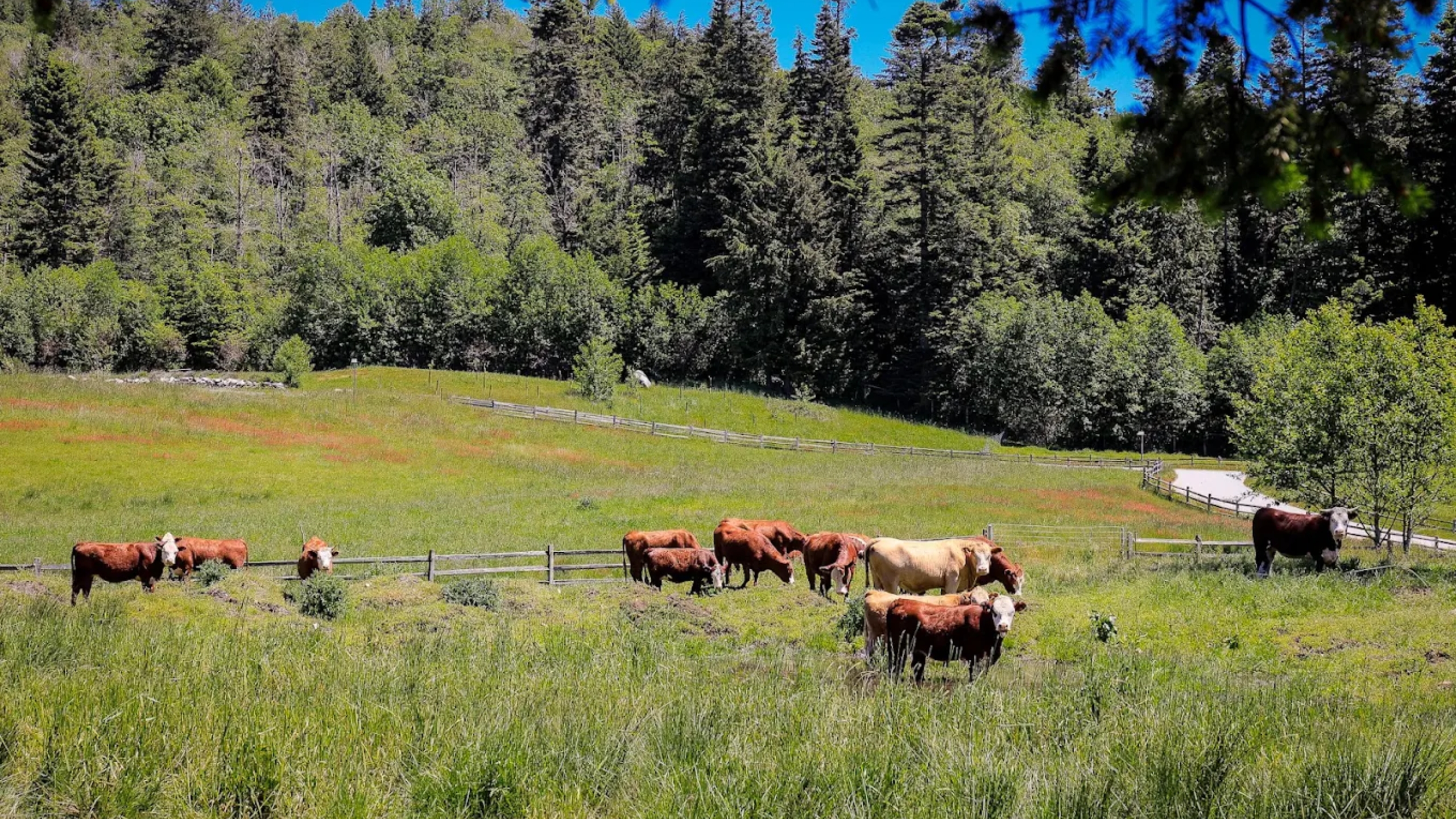 Sumas Mountain Farms