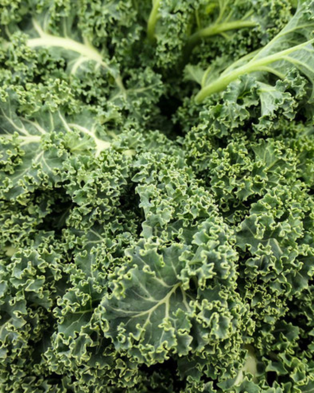 Kale - Green Curly