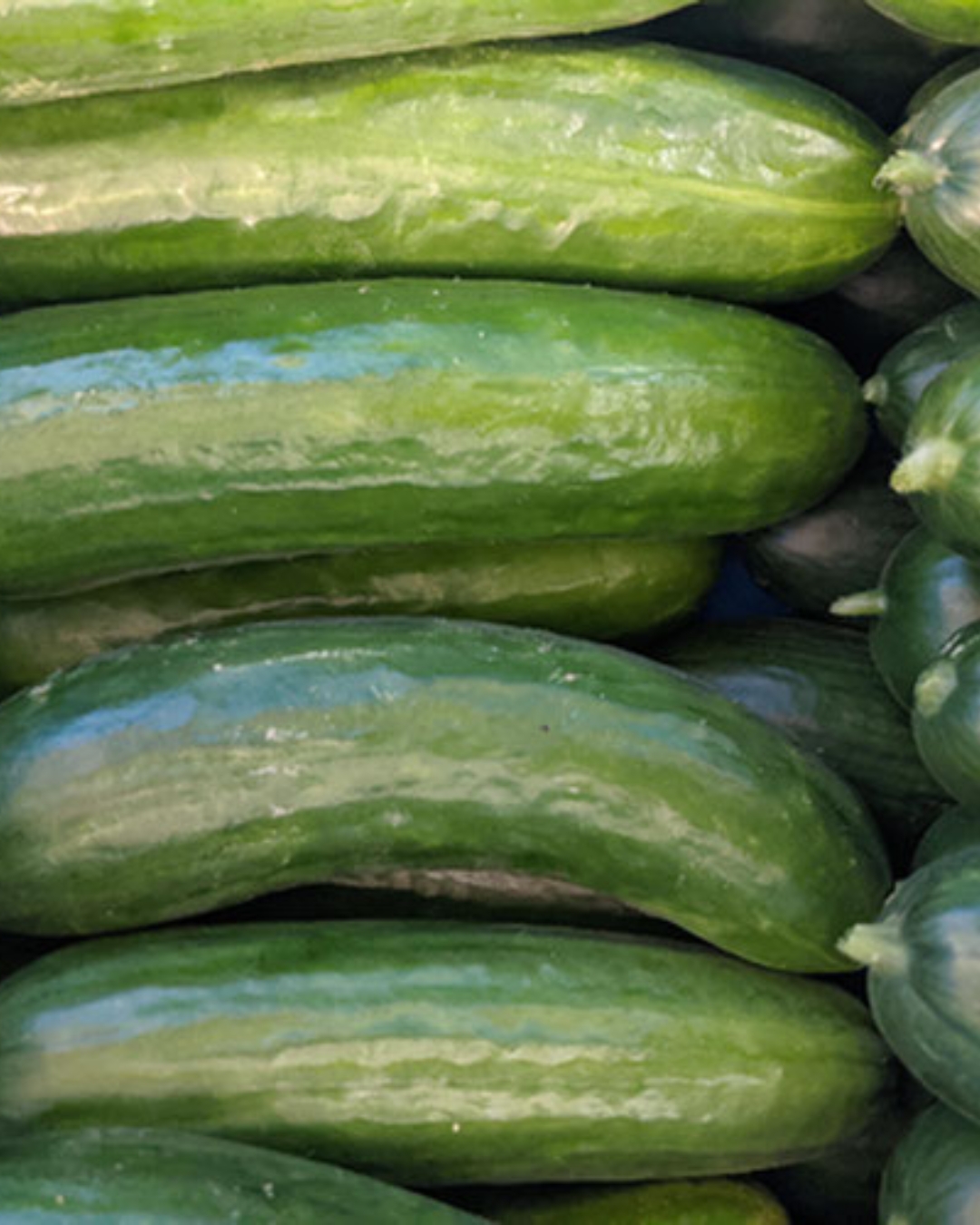 Cucumber, Short Seedless